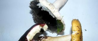 Можно ли солить сыроежки с другими грибами