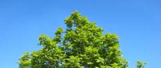 Уникальные физические, механические и химические свойства древесины ясеня Ясень дерево где растет в россии