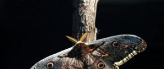 Ночная бабочка - экономическое значение и вред