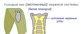 Эволюция нервной системы Впервые нервная система появилась у